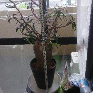 本日限定パキポデュウムサキュレンタム