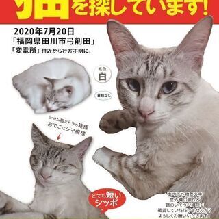 猫が行方不明