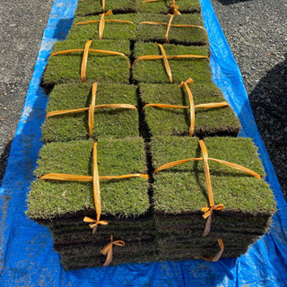 芝生　tm9 鹿児島県産 15束　お値下げ中