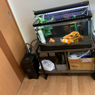 引越しのため早期取引できる方、値段交渉連絡ください！60センチ水槽