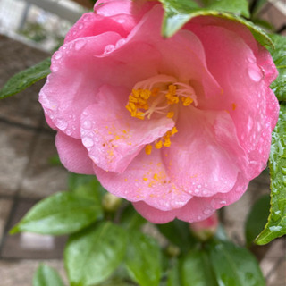 椿　　地表高3m 椿 地表高3m