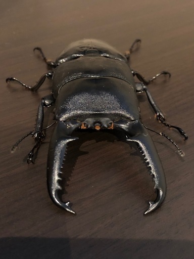パラワンオオヒラタクワガタ　ペア