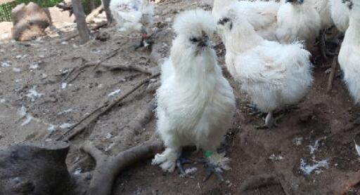 貴重な烏骨鶏の有精卵孵化用食用卵の販売です 福ちゃん 有備館の食品の中古あげます 譲ります ジモティーで不用品の処分