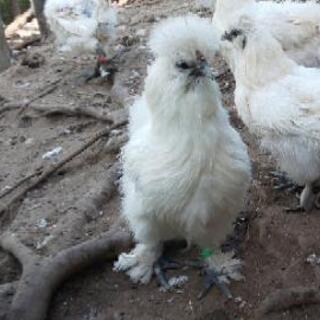 【ネット決済・配送可】貴重な烏骨鶏の有精卵孵化用食用卵の販売です｡