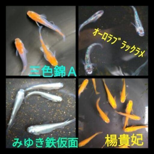 奈良メダカ 初心者の方大歓迎 大阪 京都の方も是非 奈良メダカ 生駒のその他の中古あげます 譲ります ジモティーで不用品の処分