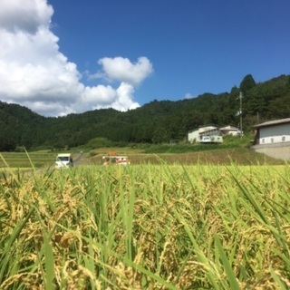 🌾令和5年産 新米　京都丹波産キヌヒカリ 玄米 5kg•10kg...