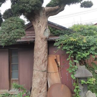 樹齢150年の老木 枝垂れ槙の木