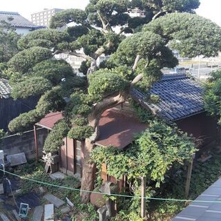 樹齢150年の老木 枝垂れ槙の木