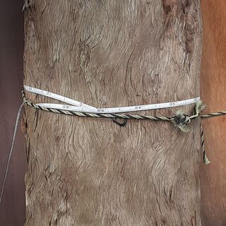 樹齢150年の老木 枝垂れ槙の木