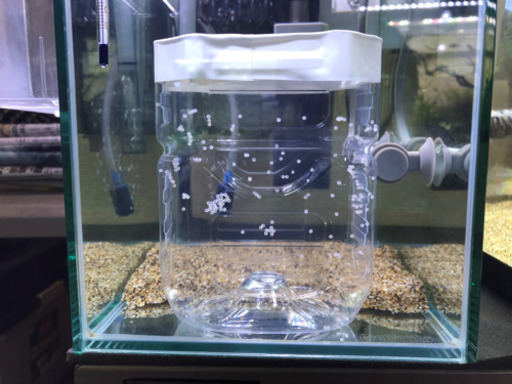コリドラス アエネウス 赤コリ の卵 ヒロポン 下赤塚のその他の中古あげます 譲ります ジモティーで不用品の処分 コリドラス アエネウス 赤コリ の卵 ヒロポン 下赤塚のその他の中古あげます 譲ります ジモティーで不用品の処分