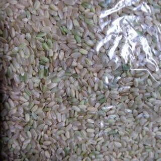 山口県阿東産の新米コシヒカリの小米玄米30キロ