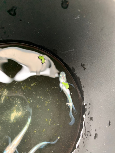 メダカ ドラゴンブルー 針子から稚魚 めだか まき 南茨木のその他の中古あげます 譲ります ジモティーで不用品の処分