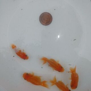 宇野系らんちゅう 当歳魚5匹1500円！ (nayu0908) 池部のその他の中古 