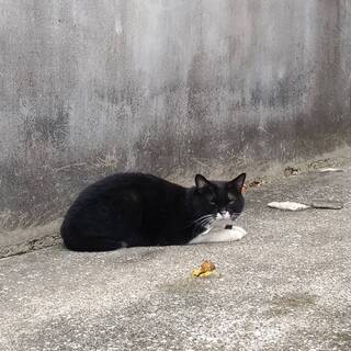 【迷い猫？】白黒の猫、緑地にラインストーンの首輪