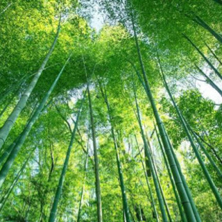 竹を1本伐採させていただけないでしょうか？