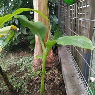 高さ80cm! バナナの木　芭蕉　Musa basjoo 冬に強...