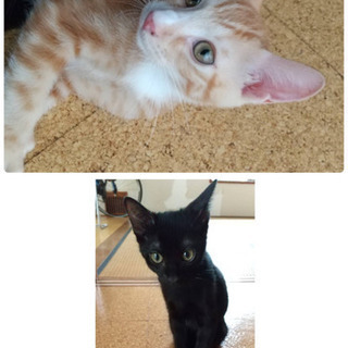 【子猫出産】里親募集中🐈5/22生まれの子猫たちです。 − 沖縄県