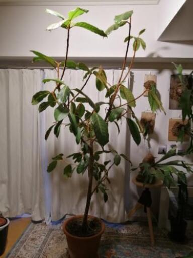 大型 観葉植物 フィカスベルベット