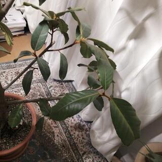 その他 大型 観葉植物 フィカスベルベット