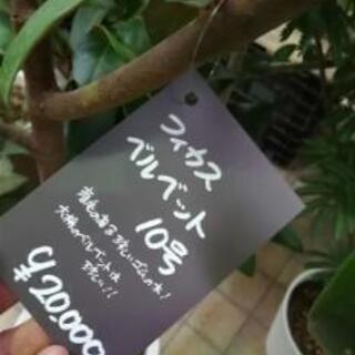 Panasonic 洗濯機　7.0kg  2018年 大型 観葉植物 フィカスベルベット