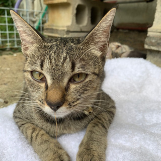 子猫3匹と母猫の里親募集！ − 沖縄県