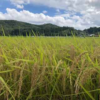 2020年9月 新米コシヒカリ 30kg お試し米付き 芳賀郡茂木産