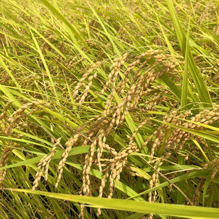 2020年9月 新米コシヒカリ 30kg お試し米付き 芳賀郡茂木産