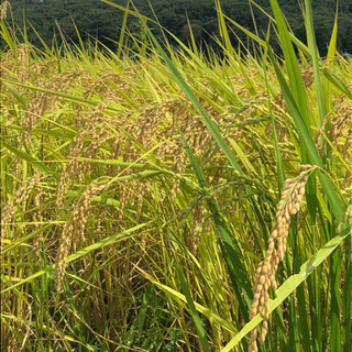 2020年9月 新米コシヒカリ 30kg お試し米付き 芳賀郡茂木産