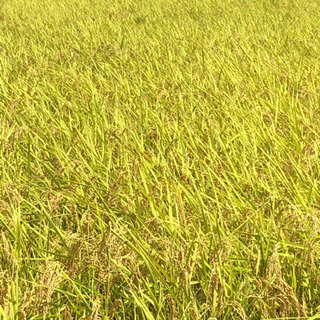 2020年9月 新米コシヒカリ 30kg お試し米付き 芳賀郡茂木産