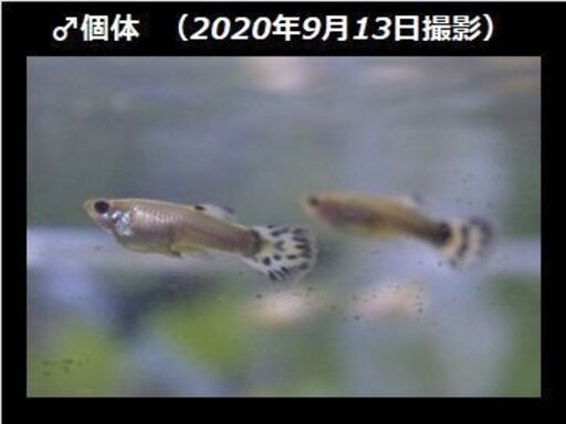 受付終了 プラチナモザイク系グッピー幼魚5ペア 1匹 1 000円 アイボリーターコイズモザイク プラチナアクアマリンブルーモザイ すー 雁ノ巣のその他の中古あげます 譲ります ジモティーで不用品の処分