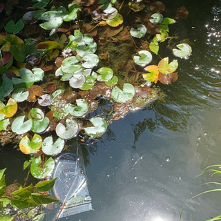 池に入れる魚