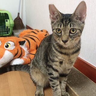 現時点で白血病陽性だけど超甘えん坊＆お膝が大好きな子猫ロイ君