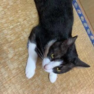 猫 里親募集