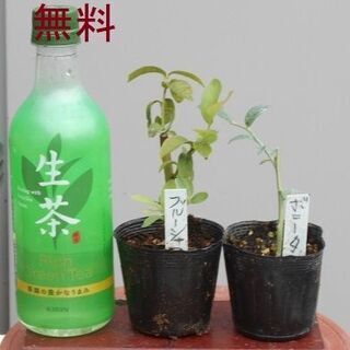 中古ブルーベリー苗木が無料 格安で買える ジモティー 中古ブルーベリー苗木が無料 格安で買える ジモティー