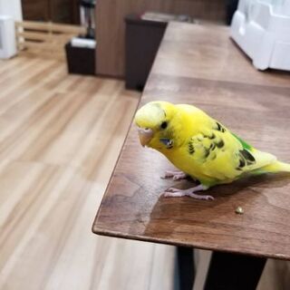 迷子のセキセイインコを探しています。