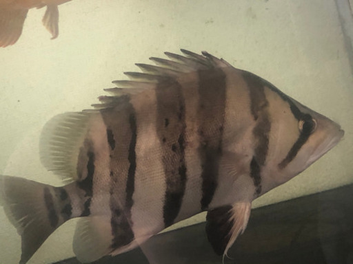 明日まで ダトニオ プラスワン左右対称バンド 30cm