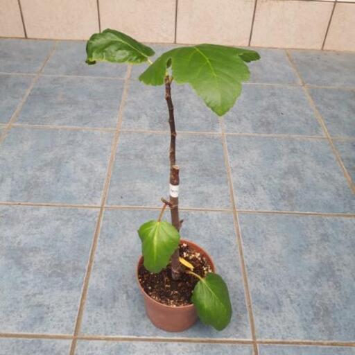 イチジク アーチペル 挿し木苗 果樹苗 植物 オリーブ 加島のその他の中古あげます 譲ります ジモティーで不用品の処分 イチジク アーチペル 挿し木苗 果樹苗 植物 オリーブ 加島のその他の中古あげます 譲ります ジモティーで不用品の処分