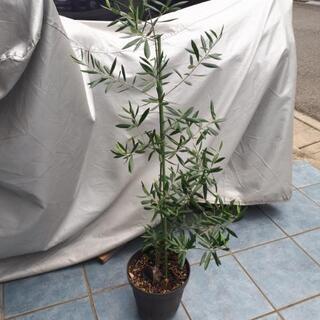 【ネット決済】オリーブ苗 約110cm 果樹 植物