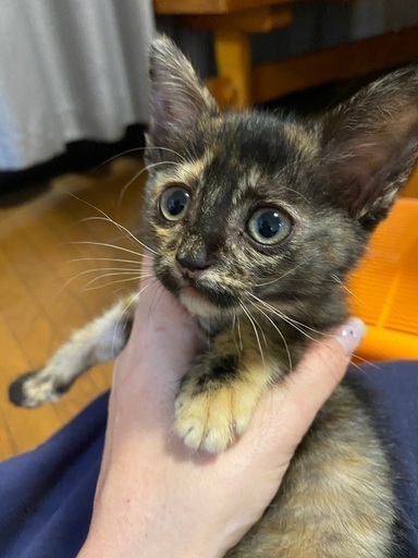3ヶ月トーティシェルの女の子 Yo Ka 前橋の猫の里親募集 ジモティー 3ヶ月トーティシェルの女の子 Yo Ka 前橋の猫の里親募集 ジモティー