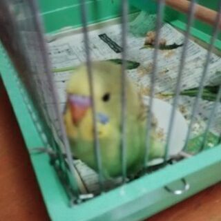 セキセイインコ１か月～１か月半、雛里親募集です☆