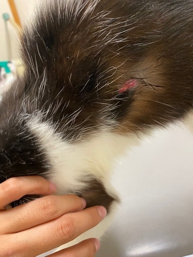猫エイズ陽性 キャリア猫ちゃんのお友達にどうですか パンダ柄もふもふなでなで大好きちっちゃな猫ちゃん めろんぱんな 岡崎の猫の里親募集 ジモティー 猫エイズ陽性 キャリア猫ちゃんのお友達にどうですか パンダ柄もふもふなでなで大好きちっちゃな猫ちゃん めろんぱんな 岡崎の猫の里親募集 ジモティー