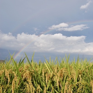天日干し米の収穫