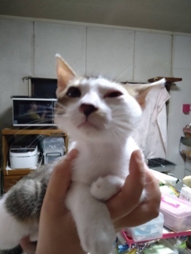里親さんを探しています とても味のある顔をした癒し系猫ちゃんです 森 坂ノ市の猫の里親募集 ジモティー 里親さんを探しています とても味のある顔をした癒し系猫ちゃんです 森 坂ノ市の猫の里親募集 ジモティー