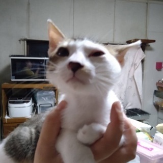 里親さんを探しています！とても味のある顔をした癒し系猫ちゃんです。