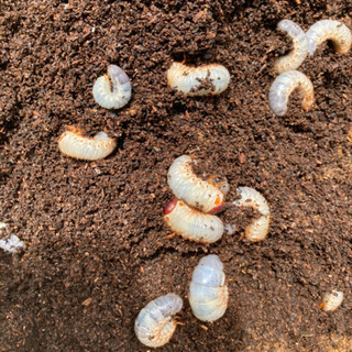 ●受付終了●カブトムシ　幼虫