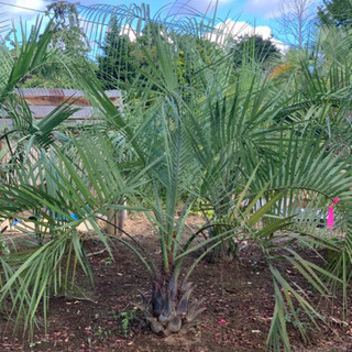 ココスヤシ 幹高30