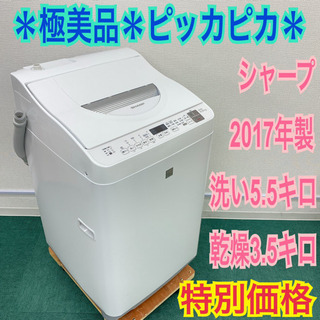 象の木実生福井亜紀陶器鉢 - 塊根植物・コーデックス 