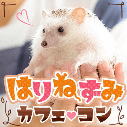 動物カフェコン ハリネズミ編 動物好きの優しい方大集合 Party Part 渋谷のパーティーのイベント参加者募集 無料掲載の掲示板 ジモティー 動物カフェコン ハリネズミ編 動物好きの優しい方大集合 Party Part 渋谷のパーティーのイベント参加者募集 無料掲載の掲示板 ジモティー