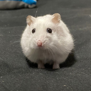 ハムスター🐹ファンシーラット🐀飼ってる人❗大好きな人❗