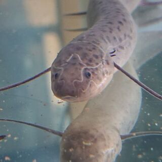 生きた化石❗肺魚‼️(プロトプテルス・ドロイ)